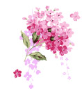 韩国花朵花纹