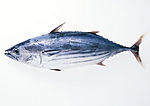 魚