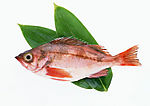 魚