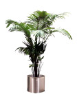 植物