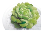 植物