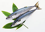 魚