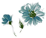 花纹