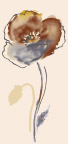 花纹