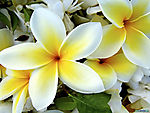 花花1