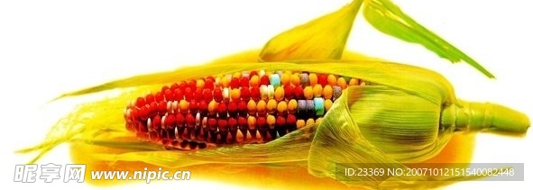 彩色玉米