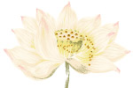 花纹
