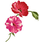 花纹