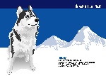 矢量狗Huskey2