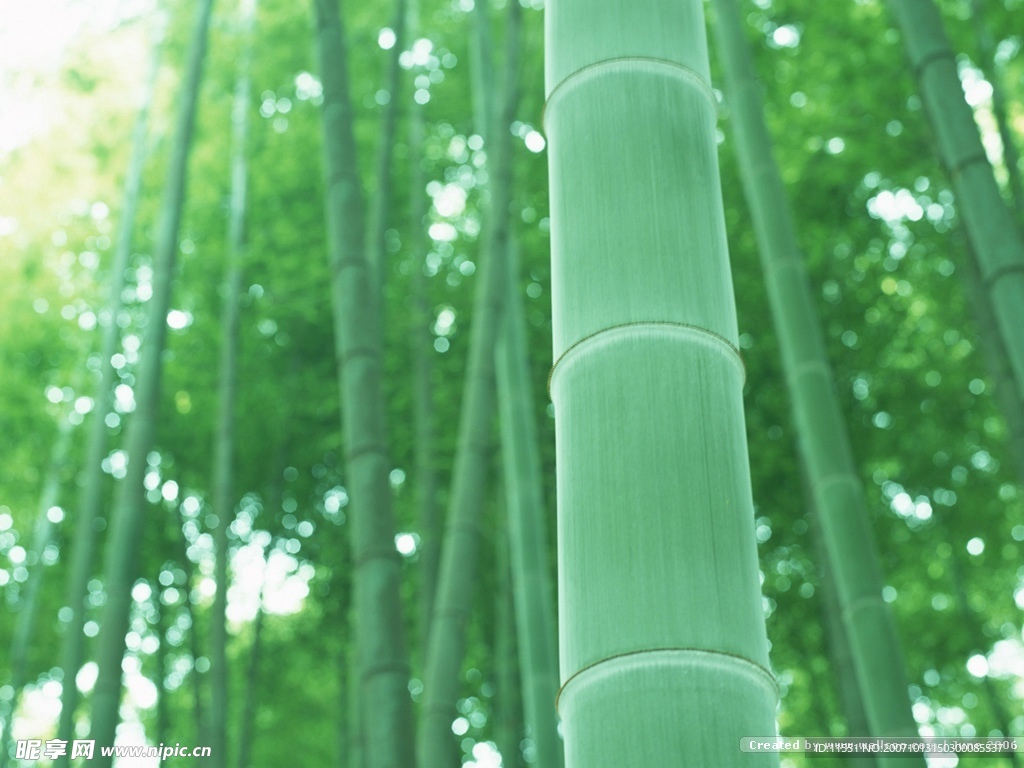 竹