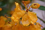 雨中的黄槐花2