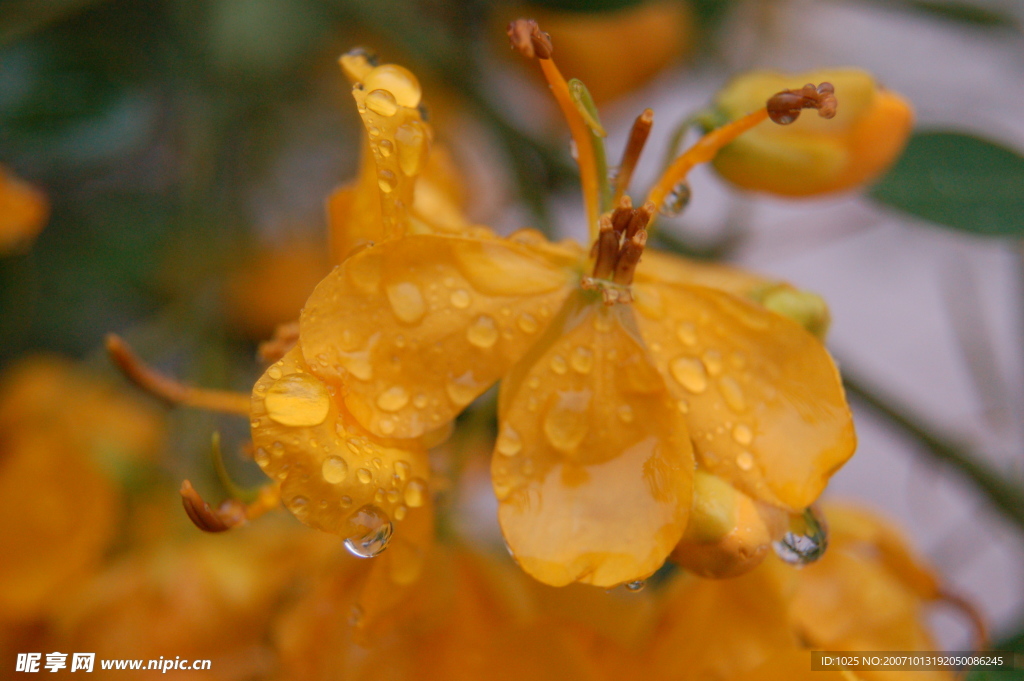 雨中的黄槐花2