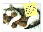 猫猫找爱