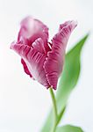 花卉
