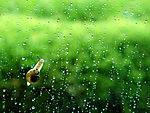 雨