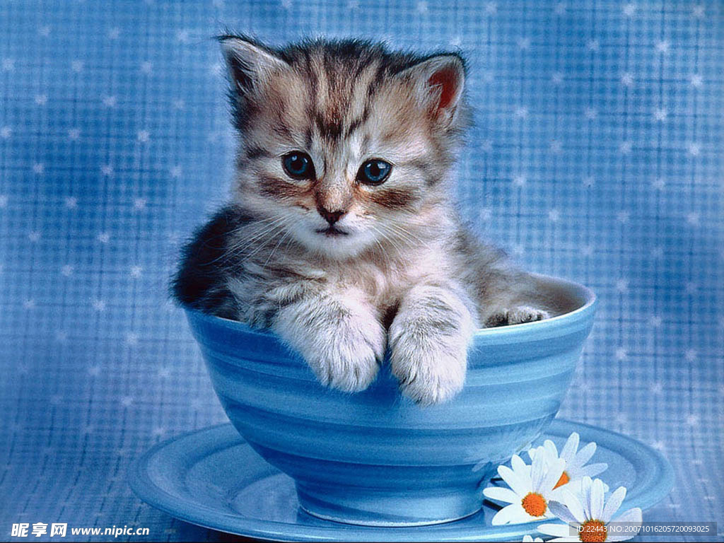 多么可爱的猫咪啊！你喜欢吗？