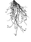 花纹
