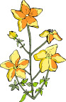 花