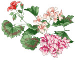 时尚花纹