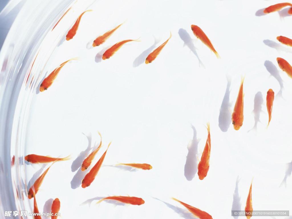 金鱼