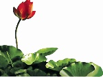 荷花4