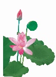 荷花5.