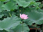 莲花