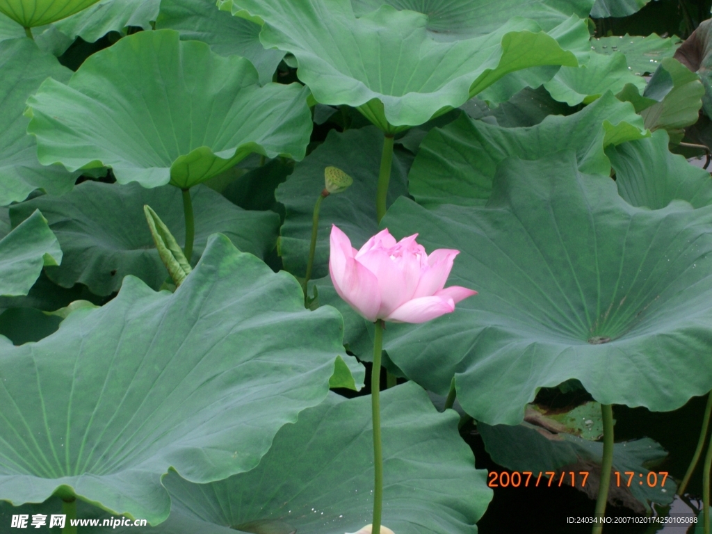 莲花
