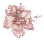 精美花朵