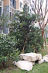 城市小区园林局部2