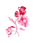 水墨手绘玫瑰