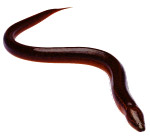 鱼