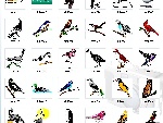 鸟类矢量图（共55种）