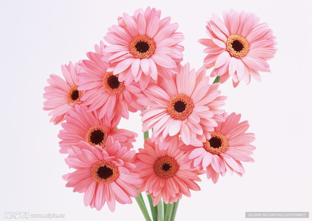 粉花