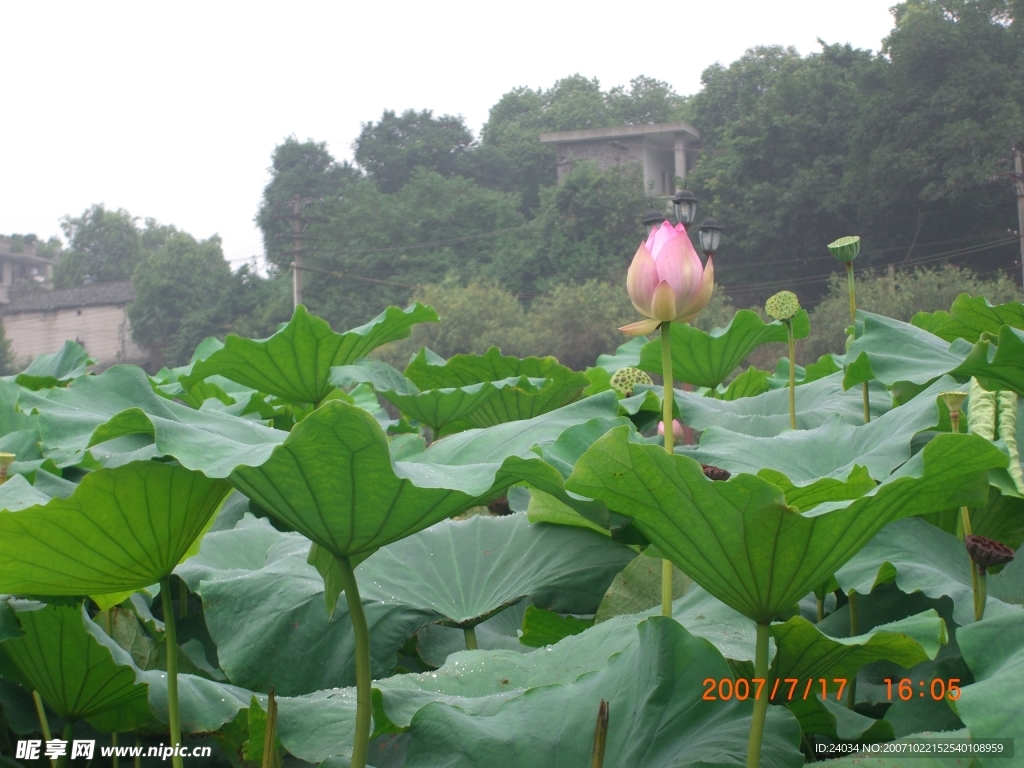 一点红