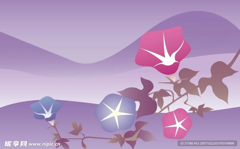 牵牛花