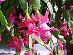 花卉