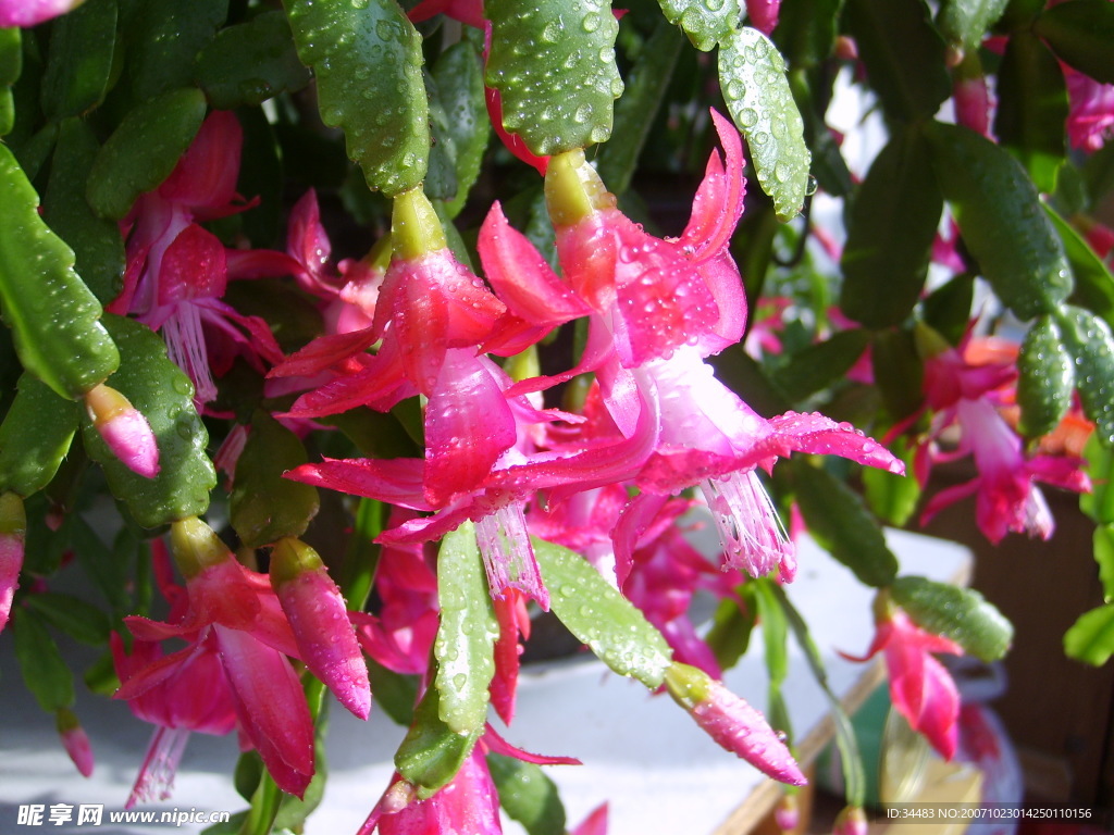 花卉