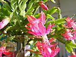 花卉