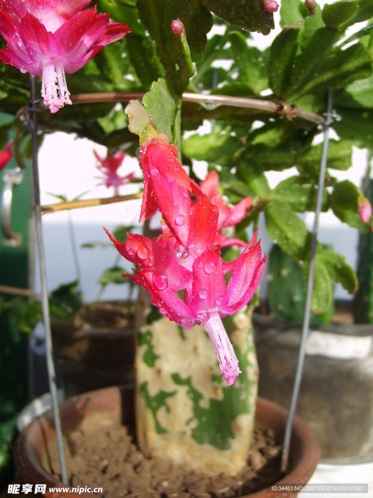 花卉