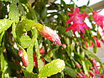 花卉