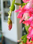 花卉