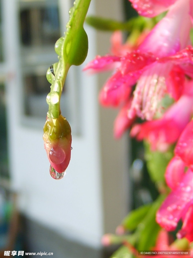 花卉