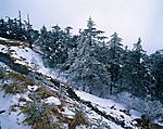 雪松