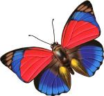蝴蝶ＰＳＤ分层图层