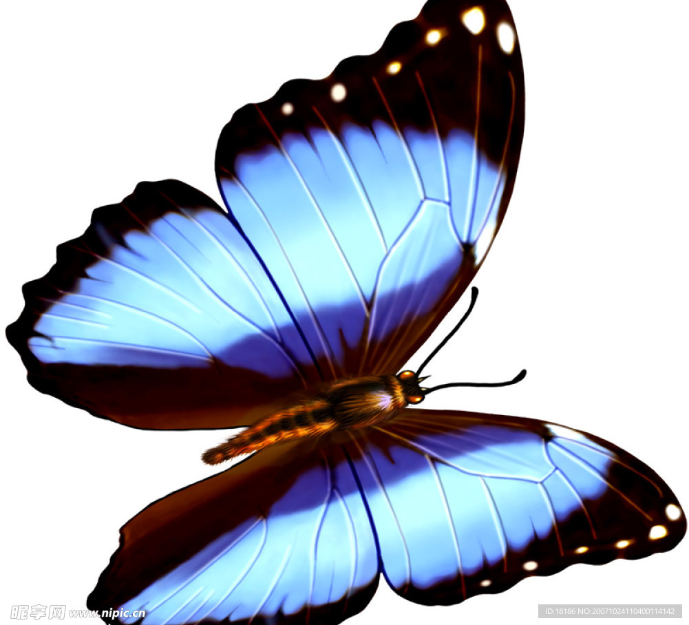 蝴蝶ＰＳＤ分层图层