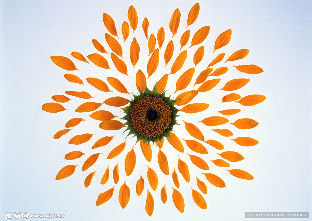花瓣