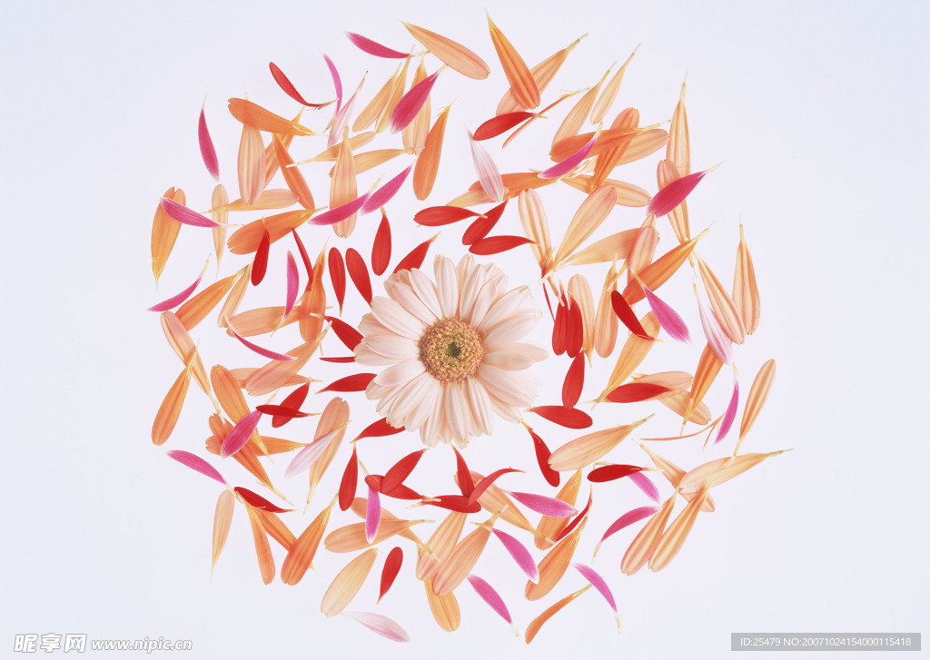 花瓣