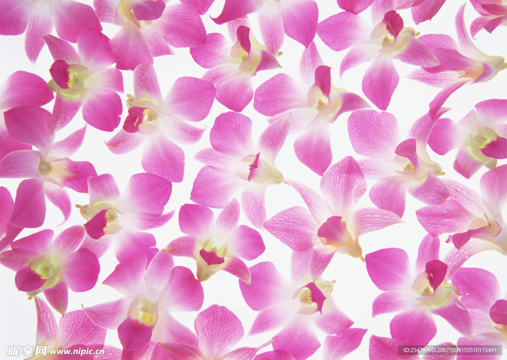 花瓣