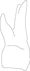 牙齿